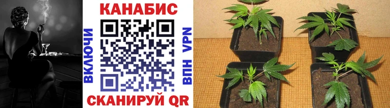 Купить закладки  Межгорье  Конопля марихуана 